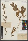 Foto von Salix purpurea L. x Salix silesiaca Willd.